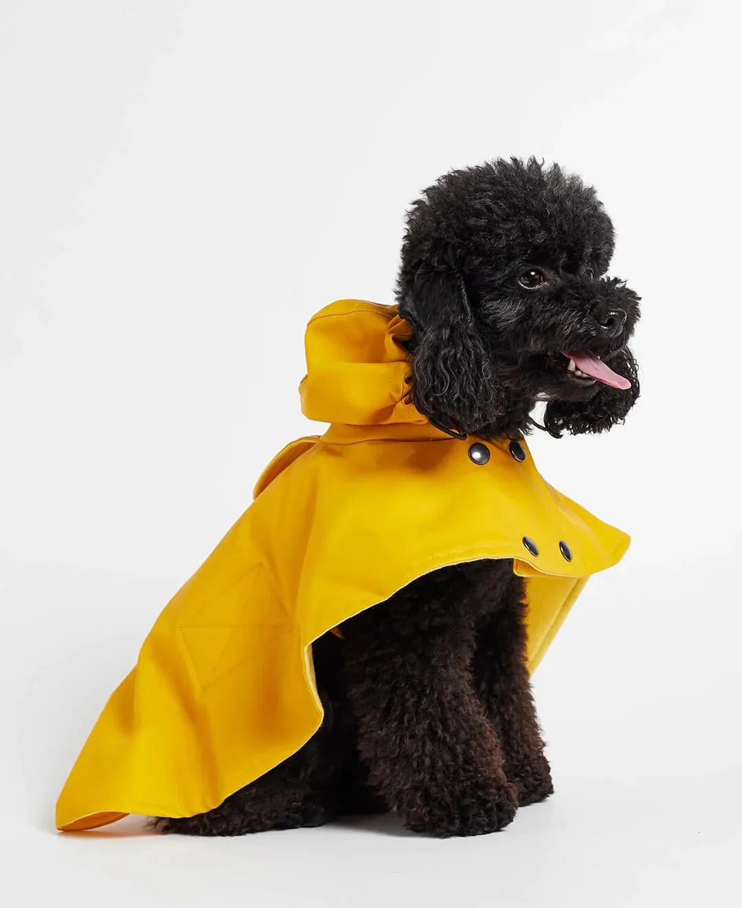 William Yellow Rain Cape for Dogs, Waterproof and Durable, Ideal for Wet Weather.